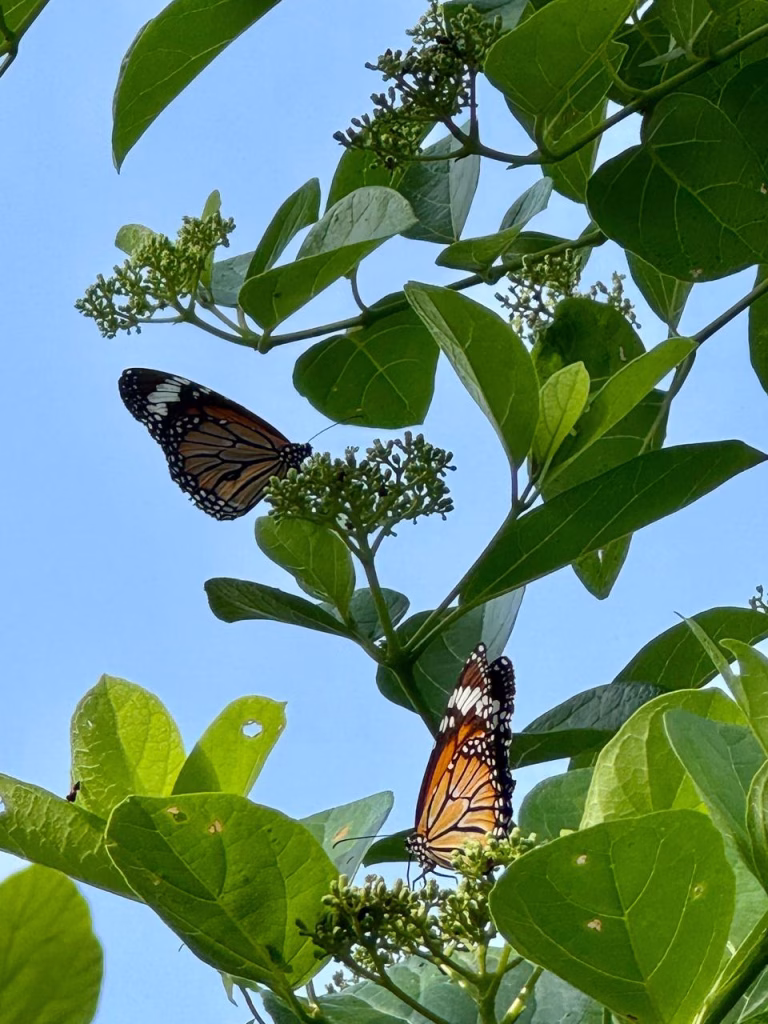 Butterflies in Beddagana Wetland Park