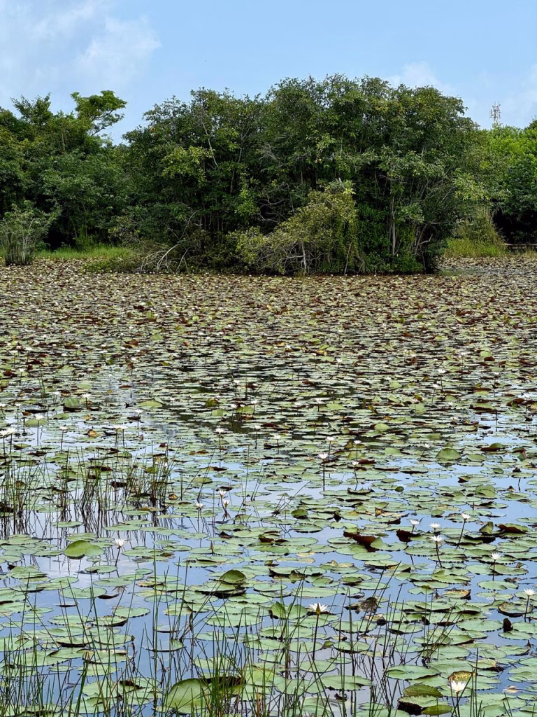Beddagana Wetland Park